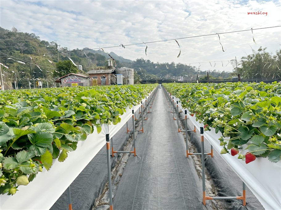 苗栗獅潭。阿娟草莓園,品質棒棒的,最棒的是沒有太多遊客,不用人擠人 @雯雯的玩樂地圖 苗栗獅潭。阿娟草莓園,品質棒棒的,最棒的是沒有太多遊客,不用人擠人 @雯雯的玩樂地圖