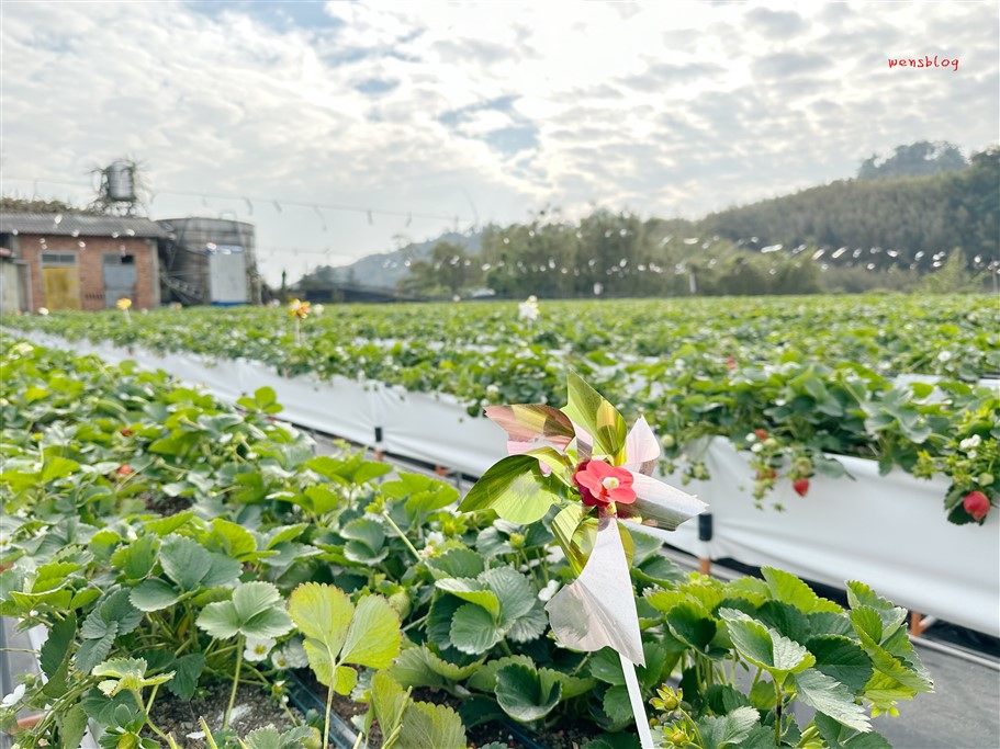 苗栗獅潭。阿娟草莓園,品質棒棒的,最棒的是沒有太多遊客,不用人擠人 @雯雯的玩樂地圖 苗栗獅潭。阿娟草莓園,品質棒棒的,最棒的是沒有太多遊客,不用人擠人 @雯雯的玩樂地圖