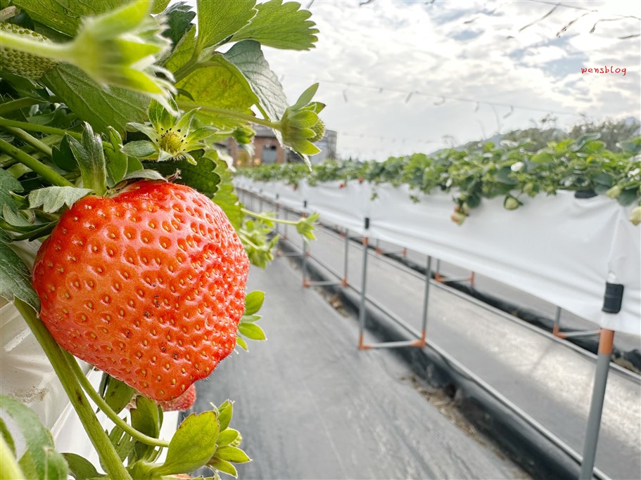 苗栗獅潭。阿娟草莓園,品質棒棒的,最棒的是沒有太多遊客,不用人擠人 @雯雯的玩樂地圖 苗栗獅潭。阿娟草莓園,品質棒棒的,最棒的是沒有太多遊客,不用人擠人 @雯雯的玩樂地圖