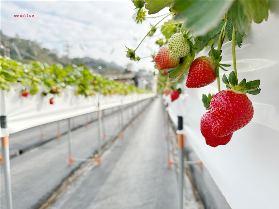 苗栗獅潭。阿娟草莓園,品質棒棒的,最棒的是沒有太多遊客,不用人擠人 @雯雯的玩樂地圖 苗栗獅潭。阿娟草莓園,品質棒棒的,最棒的是沒有太多遊客,不用人擠人 @雯雯的玩樂地圖