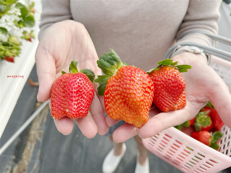 苗栗獅潭。阿娟草莓園,品質棒棒的,最棒的是沒有太多遊客,不用人擠人 @雯雯的玩樂地圖 苗栗獅潭。阿娟草莓園,品質棒棒的,最棒的是沒有太多遊客,不用人擠人 @雯雯的玩樂地圖