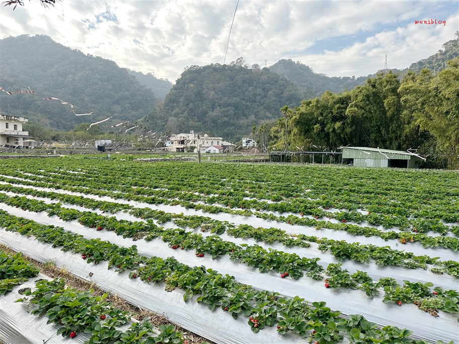 苗栗大湖。怡口軒草莓園，雪壩國家公園管理處對面，價位親民，打卡分享還能一斤折20元 @雯雯的玩樂地圖
