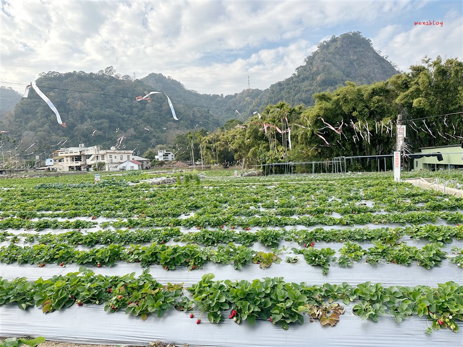 苗栗大湖。怡口軒草莓園，雪壩國家公園管理處對面，價位親民，打卡分享還能一斤折20元 @雯雯的玩樂地圖