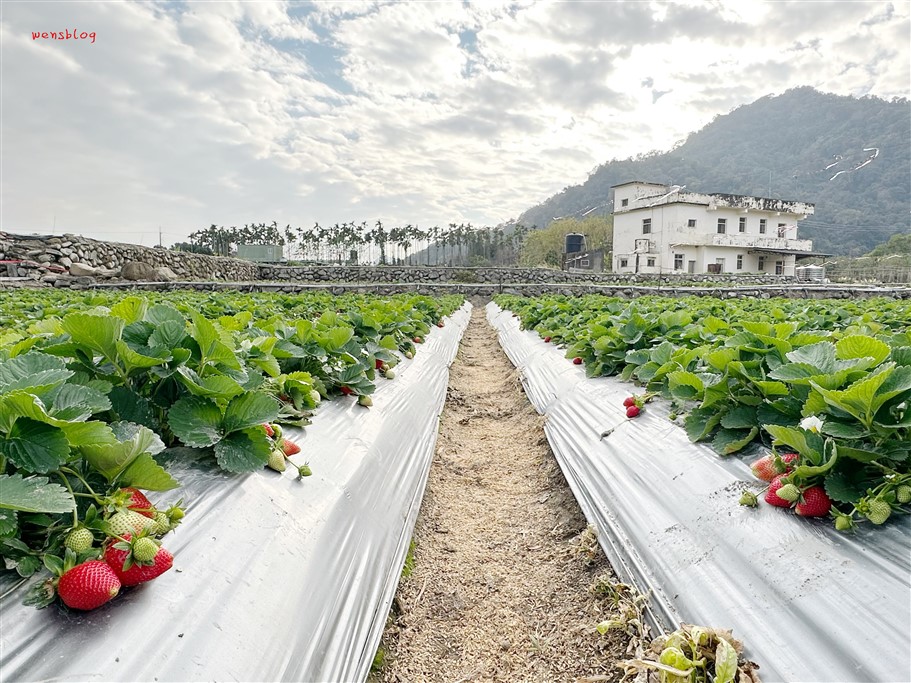 苗栗大湖。怡口軒草莓園，雪壩國家公園管理處對面，價位親民，打卡分享還能一斤折20元 @雯雯的玩樂地圖