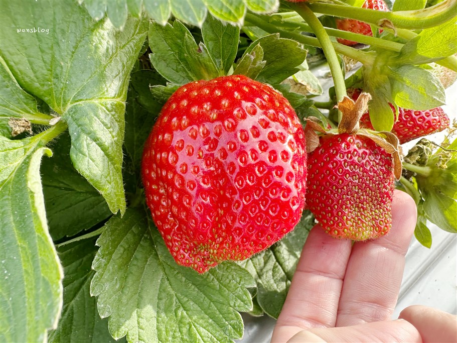 苗栗大湖。怡口軒草莓園，雪壩國家公園管理處對面，價位親民，打卡分享還能一斤折20元 @雯雯的玩樂地圖