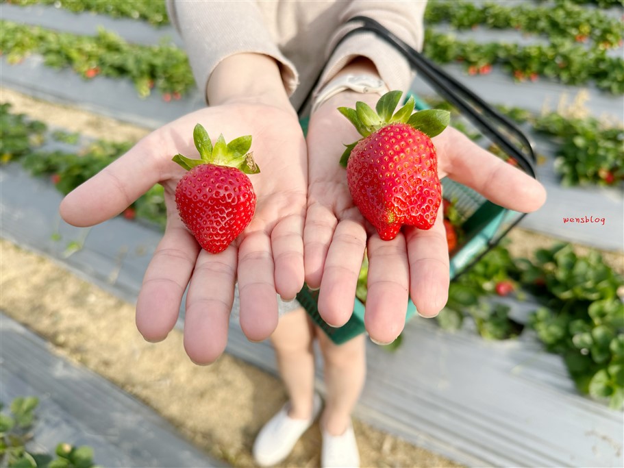 苗栗大湖。怡口軒草莓園，雪壩國家公園管理處對面，價位親民，打卡分享還能一斤折20元 @雯雯的玩樂地圖