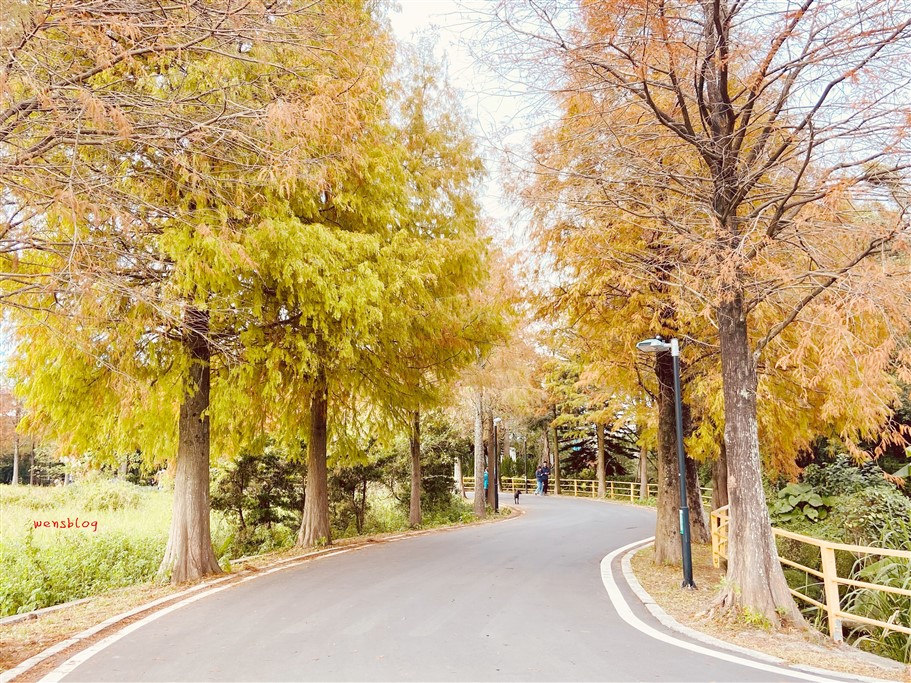 桃園大溪。落羽松大道，浪漫台三線上綿延1公里長，美到直接更改路名 @雯雯的玩樂地圖