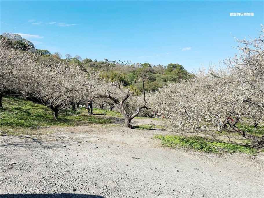 南投信義。土場梅園,台21線98.5k處免費賞梅去處 @雯雯的玩樂地圖 南投信義。土場梅園,台21線98.5k處免費賞梅去處 @雯雯的玩樂地圖