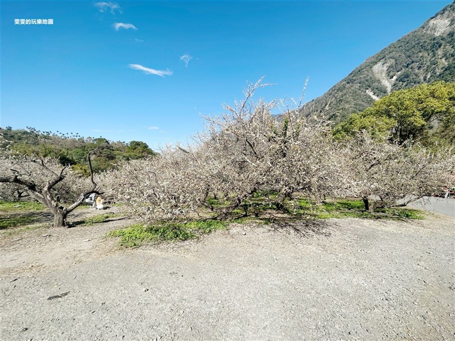 南投信義。土場梅園,台21線98.5k處免費賞梅去處 @雯雯的玩樂地圖 南投信義。土場梅園,台21線98.5k處免費賞梅去處 @雯雯的玩樂地圖