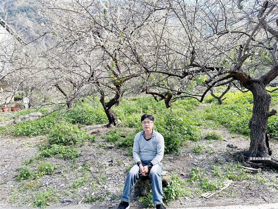 南投信義。土場梅園,台21線98.5k處免費賞梅去處 @雯雯的玩樂地圖 南投信義。土場梅園,台21線98.5k處免費賞梅去處 @雯雯的玩樂地圖