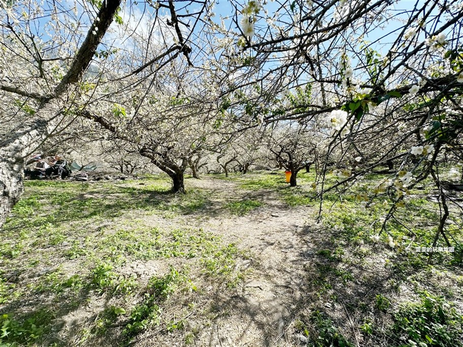 南投信義。土場梅園,台21線98.5k處免費賞梅去處 @雯雯的玩樂地圖 南投信義。土場梅園,台21線98.5k處免費賞梅去處 @雯雯的玩樂地圖