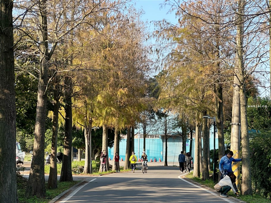 桃園大溪。落羽松大道，浪漫台三線上綿延1公里長，美到直接更改路名 @雯雯的玩樂地圖