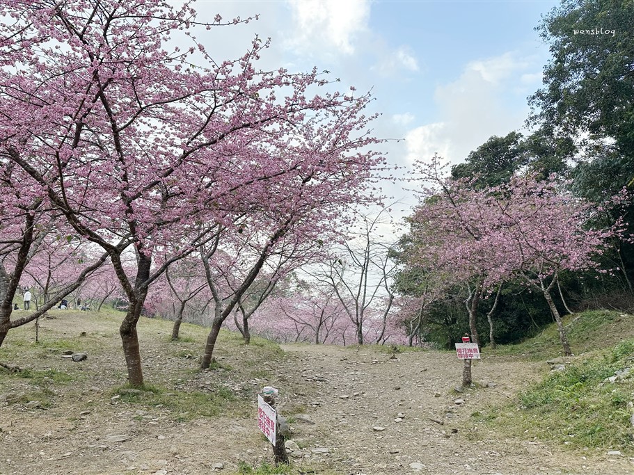 高雄桃源。寶山二集團櫻花公園,隱身於山林間,高雄最具代表性的賞櫻去處 @雯雯的玩樂地圖 高雄桃源。寶山二集團櫻花公園,隱身於山林間,高雄最具代表性的賞櫻去處 @雯雯的玩樂地圖