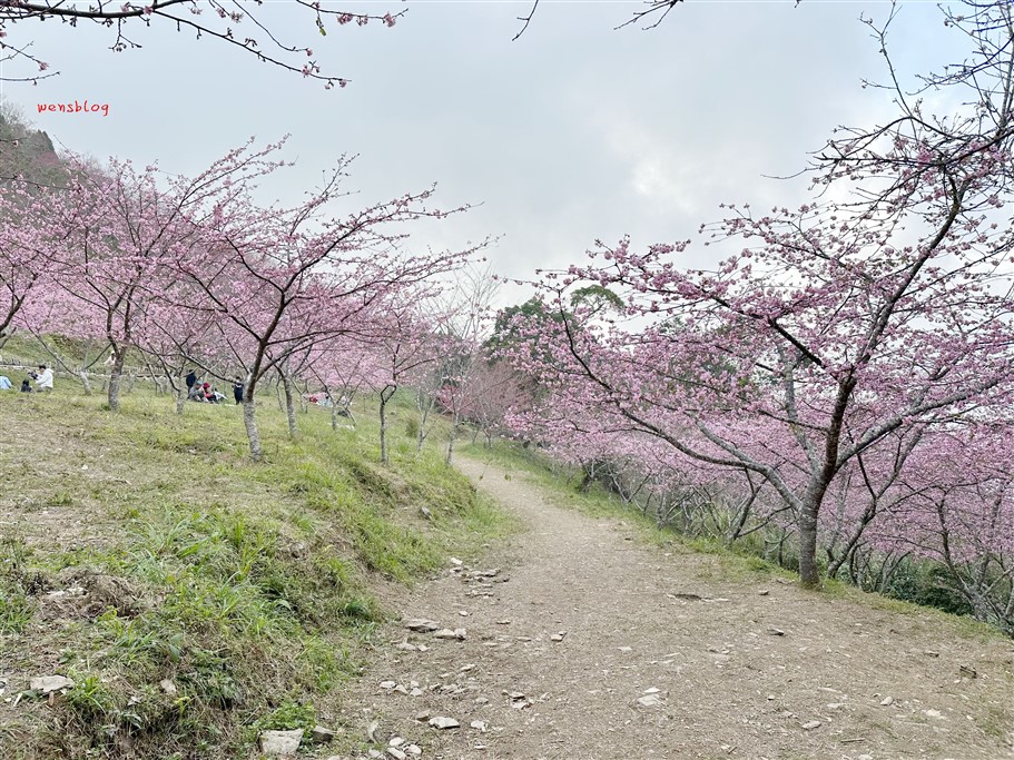 高雄桃源。寶山二集團櫻花公園,隱身於山林間,高雄最具代表性的賞櫻去處 @雯雯的玩樂地圖 高雄桃源。寶山二集團櫻花公園,隱身於山林間,高雄最具代表性的賞櫻去處 @雯雯的玩樂地圖