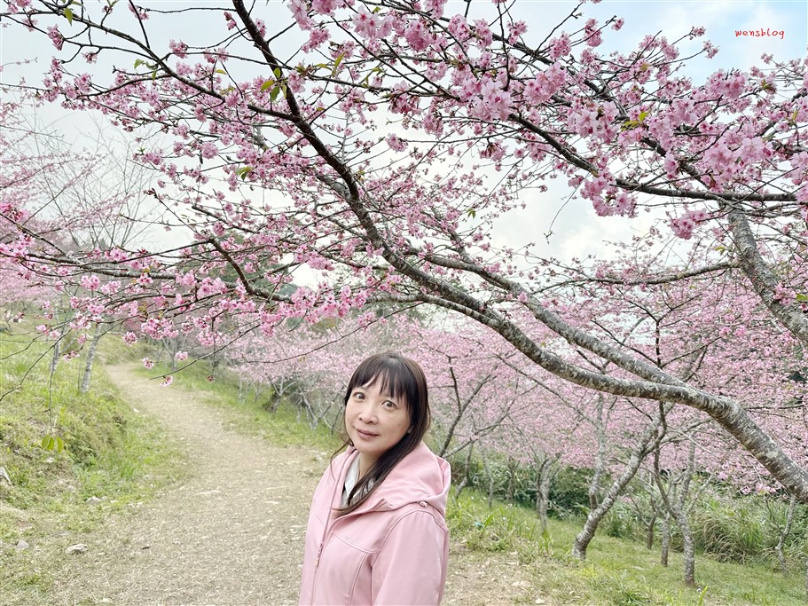 高雄桃源。寶山二集團櫻花公園,隱身於山林間,高雄最具代表性的賞櫻去處 @雯雯的玩樂地圖 高雄桃源。寶山二集團櫻花公園,隱身於山林間,高雄最具代表性的賞櫻去處 @雯雯的玩樂地圖