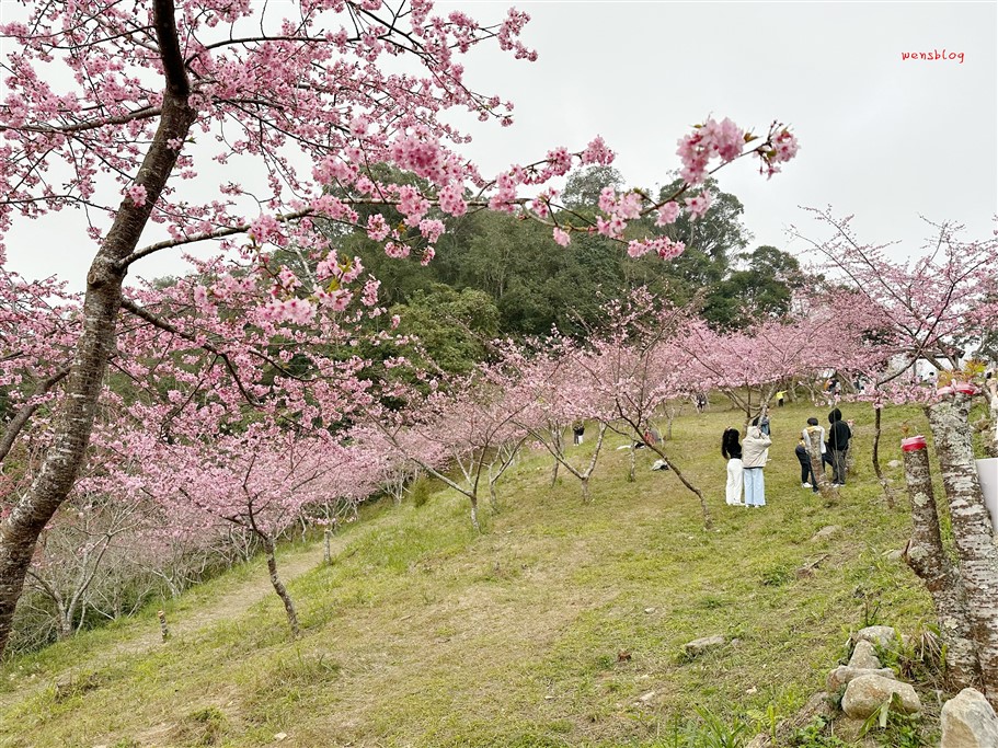 高雄桃源。寶山二集團櫻花公園,隱身於山林間,高雄最具代表性的賞櫻去處 @雯雯的玩樂地圖 高雄桃源。寶山二集團櫻花公園,隱身於山林間,高雄最具代表性的賞櫻去處 @雯雯的玩樂地圖