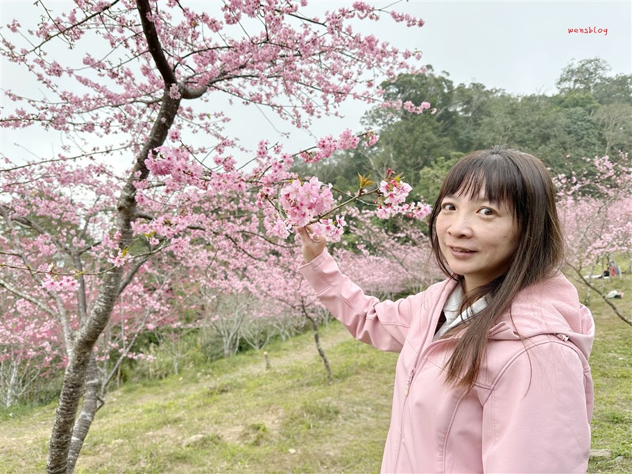 高雄桃源。寶山二集團櫻花公園，隱身於山林間，高雄最具代表性的賞櫻去處 @雯雯的玩樂地圖