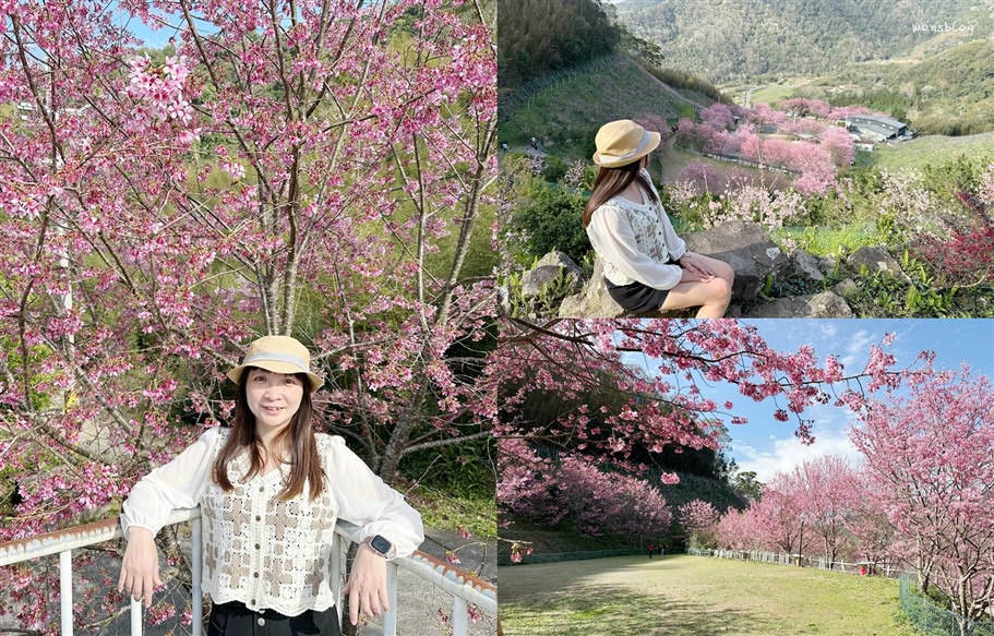 新竹尖石。八五山甜柿森林，藏身在露營區中的粉紅世界 @雯雯的玩樂地圖