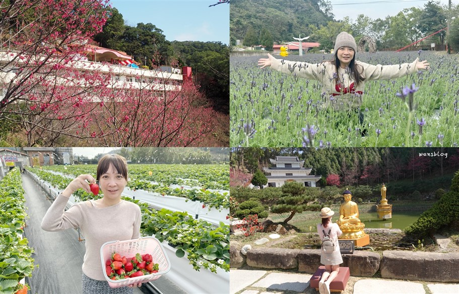 苗栗獅潭。廟宇拜拜、賞櫻花、薰衣草、逛老街、採草莓，一路玩起來 @雯雯的玩樂地圖