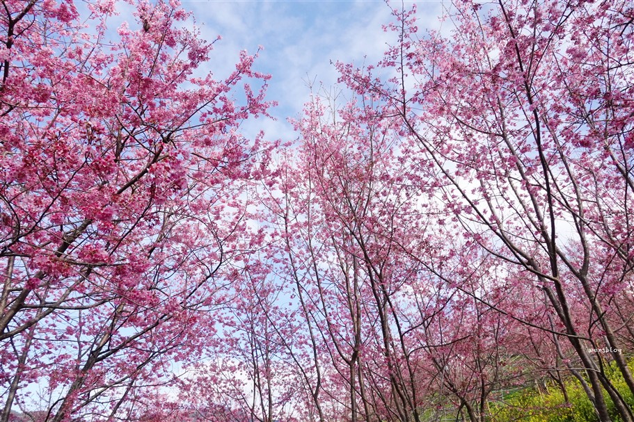 新竹尖石。財伯觀光果園,尖石部落賞櫻秘境,被粉紅海包圍的果園，好美好夢幻 @雯雯的玩樂地圖