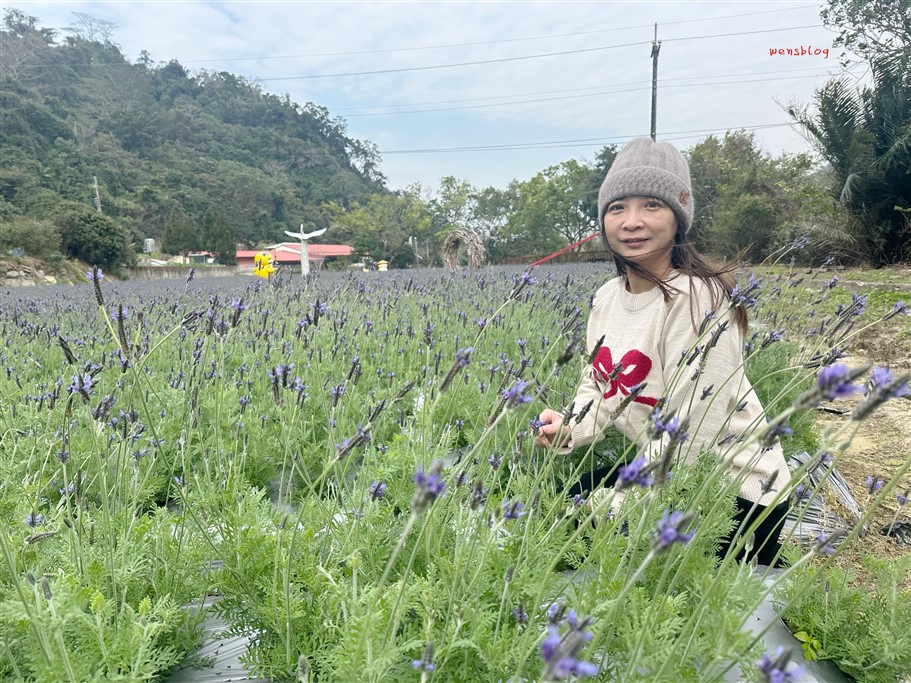 苗栗獅潭。廟宇拜拜、賞櫻花、薰衣草、逛老街、採草莓，一路玩起來 @雯雯的玩樂地圖