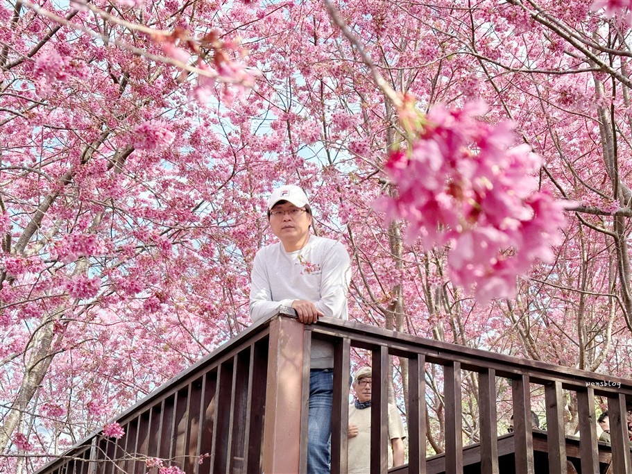 新竹尖石。財伯觀光果園,尖石部落賞櫻秘境,被粉紅海包圍的果園，好美好夢幻 @雯雯的玩樂地圖