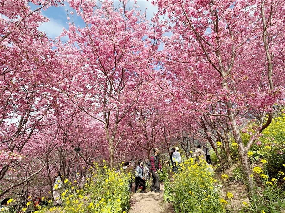 新竹尖石。財伯觀光果園,尖石部落賞櫻秘境,被粉紅海包圍的果園，好美好夢幻 @雯雯的玩樂地圖