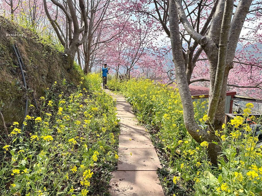 新竹尖石。財伯觀光果園,尖石部落賞櫻秘境,被粉紅海包圍的果園，好美好夢幻 @雯雯的玩樂地圖