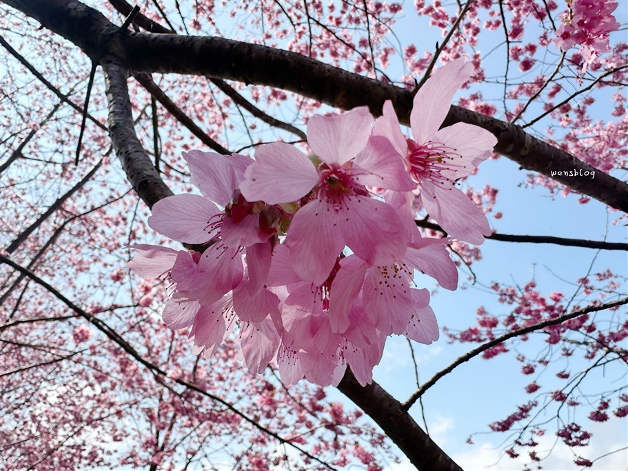 新竹尖石。財伯觀光果園,尖石部落賞櫻秘境,被粉紅海包圍的果園，好美好夢幻 @雯雯的玩樂地圖