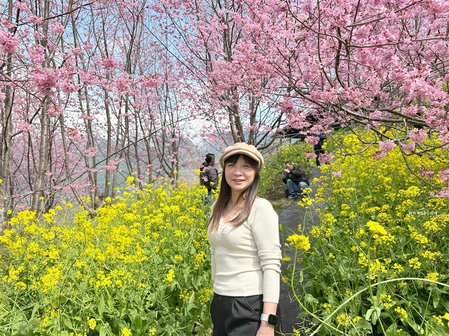 新竹尖石。財伯觀光果園,尖石部落賞櫻秘境,被粉紅海包圍的果園，好美好夢幻 @雯雯的玩樂地圖