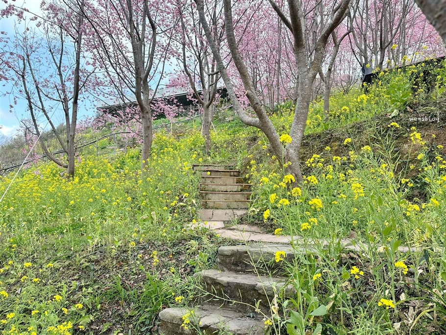 新竹尖石。財伯觀光果園,尖石部落賞櫻秘境,被粉紅海包圍的果園，好美好夢幻 @雯雯的玩樂地圖