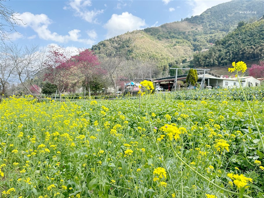 南投信義。草坪頭櫻花季，翠綠層層的茶園伴隨著滿山的粉紅櫻，4千株櫻花接力綻放中 @雯雯的玩樂地圖
