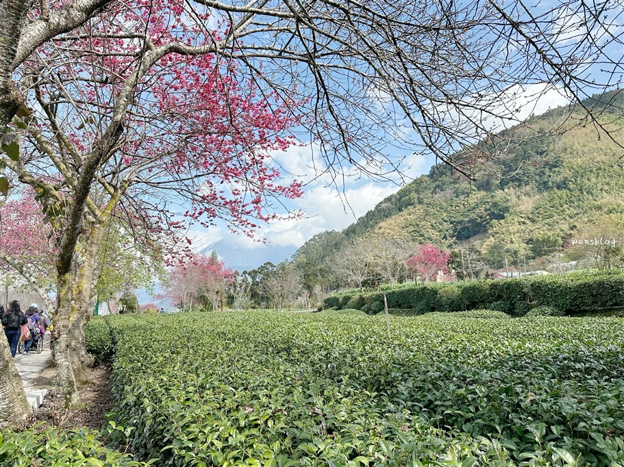 南投信義。草坪頭櫻花季，翠綠層層的茶園伴隨著滿山的粉紅櫻，4千株櫻花接力綻放中 @雯雯的玩樂地圖