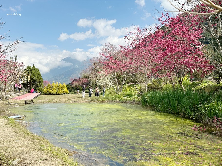 南投信義。草坪頭櫻花季，翠綠層層的茶園伴隨著滿山的粉紅櫻，4千株櫻花接力綻放中 @雯雯的玩樂地圖