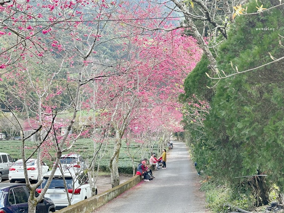 南投信義。草坪頭櫻花季，翠綠層層的茶園伴隨著滿山的粉紅櫻，4千株櫻花接力綻放中 @雯雯的玩樂地圖