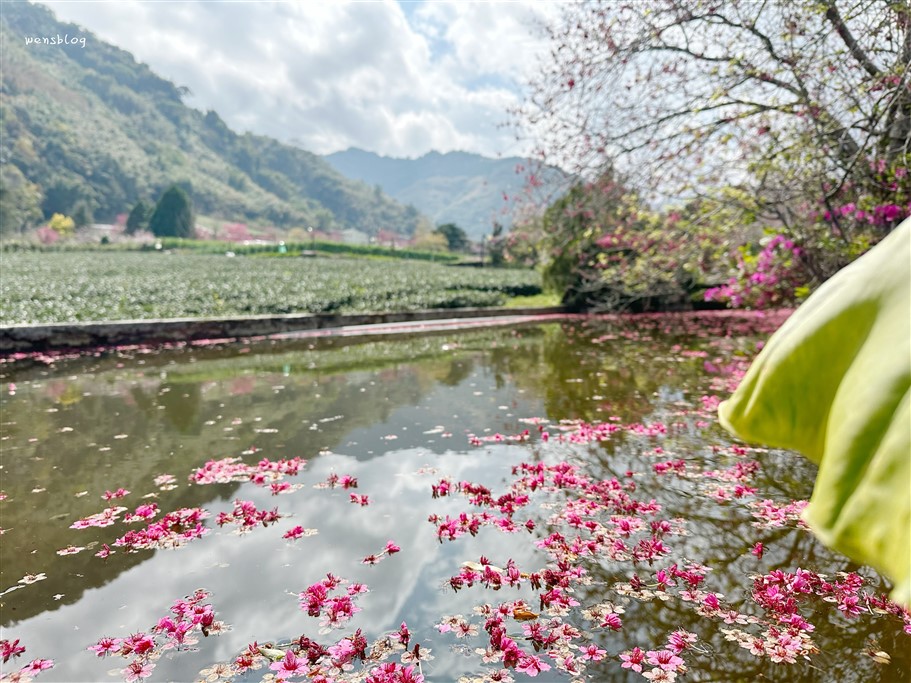 南投信義。草坪頭櫻花季，翠綠層層的茶園伴隨著滿山的粉紅櫻，4千株櫻花接力綻放中 @雯雯的玩樂地圖
