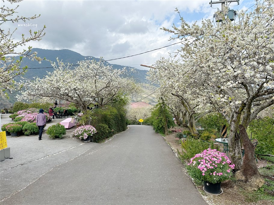 南投信義。草坪頭櫻花季，翠綠層層的茶園伴隨著滿山的粉紅櫻，4千株櫻花接力綻放中 @雯雯的玩樂地圖