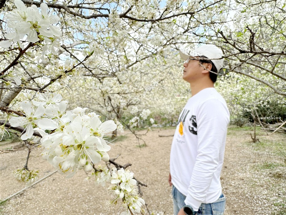 南投信義。草坪頭櫻花季，翠綠層層的茶園伴隨著滿山的粉紅櫻，4千株櫻花接力綻放中 @雯雯的玩樂地圖