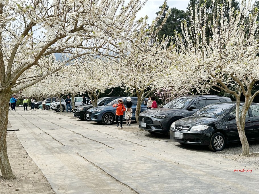 南投信義。草坪頭櫻花季，翠綠層層的茶園伴隨著滿山的粉紅櫻，4千株櫻花接力綻放中 @雯雯的玩樂地圖