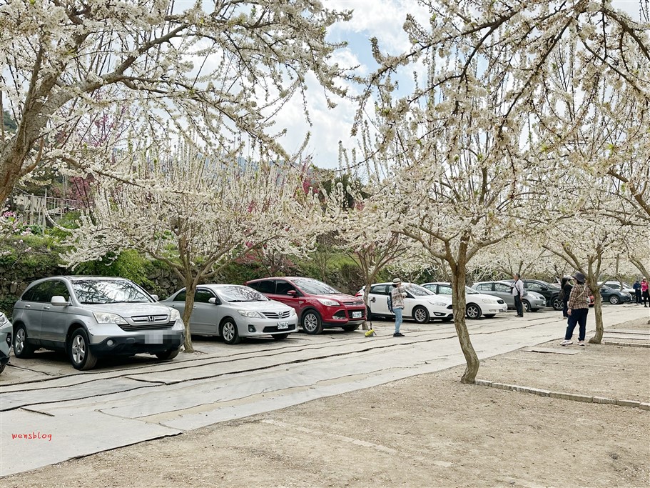 南投信義。草坪頭櫻花季，翠綠層層的茶園伴隨著滿山的粉紅櫻，4千株櫻花接力綻放中 @雯雯的玩樂地圖