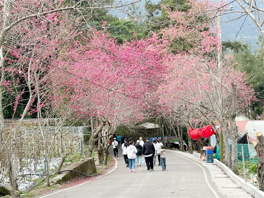南投信義。草坪頭櫻花季，翠綠層層的茶園伴隨著滿山的粉紅櫻，4千株櫻花接力綻放中 @雯雯的玩樂地圖