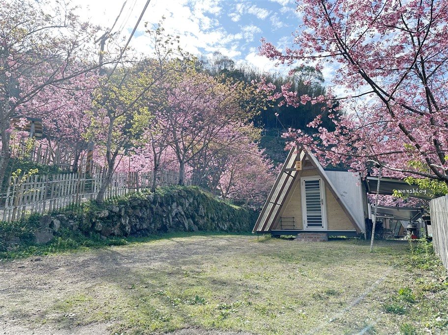 新竹尖石。八五山甜柿森林，藏身在露營區中的粉紅世界 @雯雯的玩樂地圖