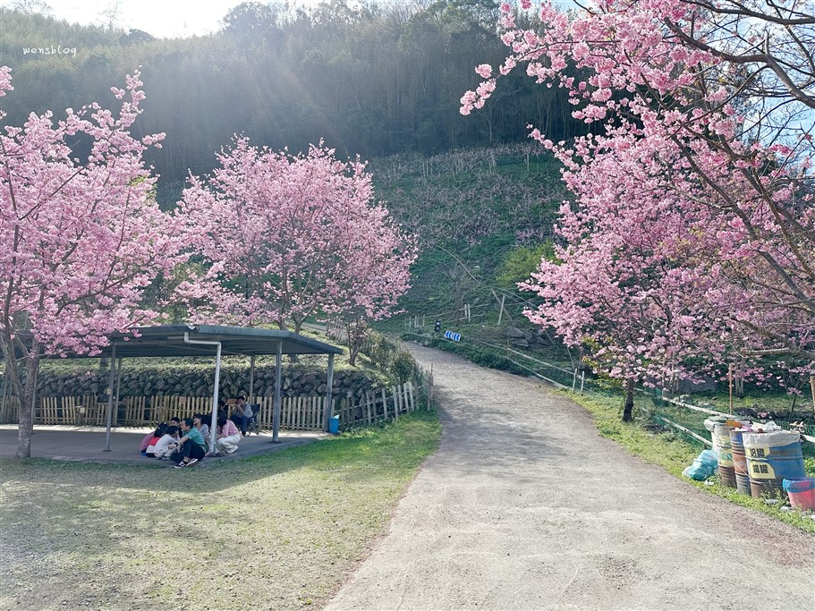 新竹尖石。八五山甜柿森林，藏身在露營區中的粉紅世界 @雯雯的玩樂地圖