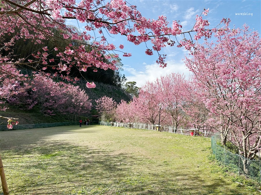 新竹尖石。八五山甜柿森林，藏身在露營區中的粉紅世界 @雯雯的玩樂地圖