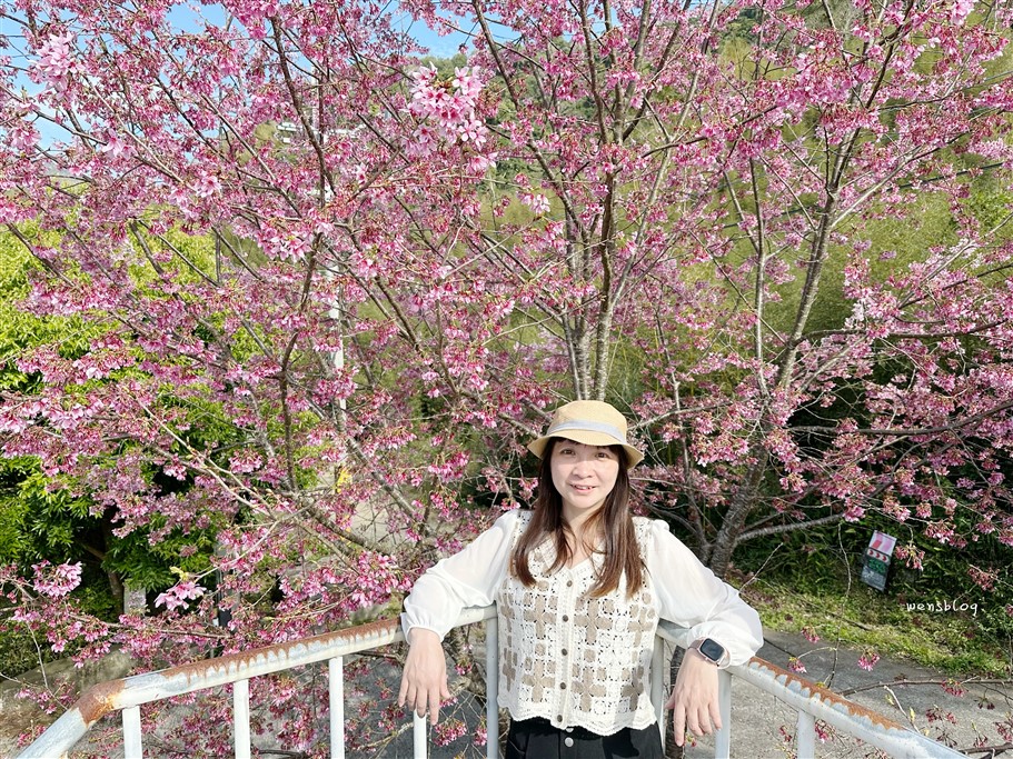 新竹尖石。八五山甜柿森林，藏身在露營區中的粉紅世界 @雯雯的玩樂地圖