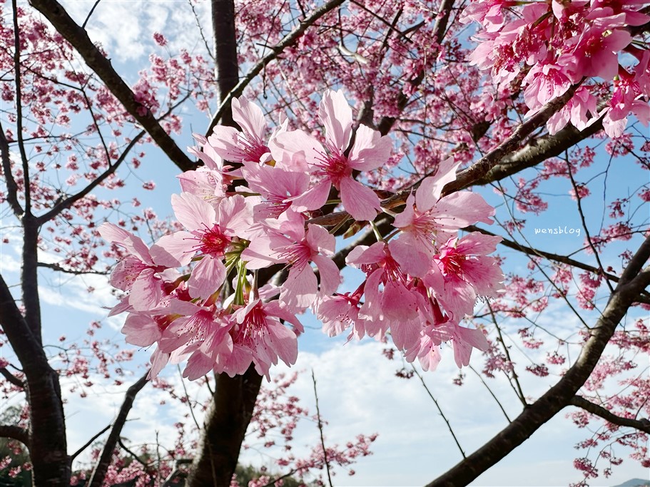 新竹尖石。八五山甜柿森林，藏身在露營區中的粉紅世界 @雯雯的玩樂地圖