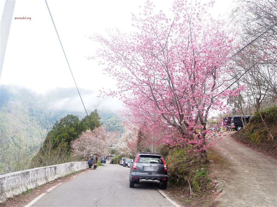 新竹尖石。財伯觀光果園,尖石部落賞櫻秘境,被粉紅海包圍的果園，好美好夢幻 @雯雯的玩樂地圖