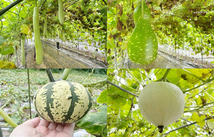 新北淡水。淡水南瓜隧道&屯山阿嬤的農作,宛如小型南瓜博物館,各式各樣從可愛小巧到巨大等你拍照打卡 @雯雯的玩樂地圖 新北淡水。淡水南瓜隧道&屯山阿嬤的農作,宛如小型南瓜博物館,各式各樣從可愛小巧到巨大等你拍照打卡 @雯雯的玩樂地圖