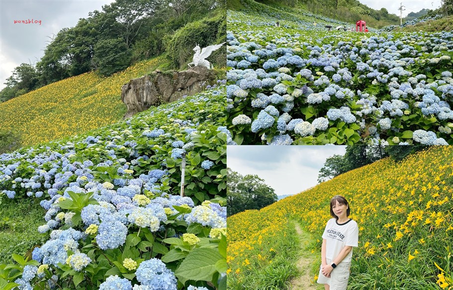 台中新社。沐心泉休閒農場，初夏限定~滿山滿谷的繡球花海，黃澄澄的金針花，直接拍好拍滿 @雯雯的玩樂地圖