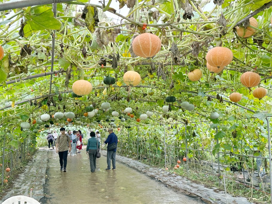 新北淡水。淡水南瓜隧道&屯山阿嬤的農作,宛如小型南瓜博物館,各式各樣從可愛小巧到巨大等你拍照打卡 @雯雯的玩樂地圖 新北淡水。淡水南瓜隧道&屯山阿嬤的農作,宛如小型南瓜博物館,各式各樣從可愛小巧到巨大等你拍照打卡 @雯雯的玩樂地圖